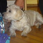 Welttierschutztag – 1b