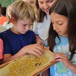 Bienen – 2b, 3b Bienen – 2b, 3b