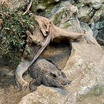 Reptilienzoo / Zoološki vrt plazilcev – 1a, 2a, 2b, 4b Reptilienzoo / Zoološki vrt plazilcev – 1a, 2a, 2b, 4b